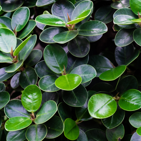 Baby Rubber Plant (Peperomia Obtusifolia) Starter Plant