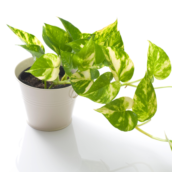 Golden Pothos (Epipremnum Aureum) Starter Plant