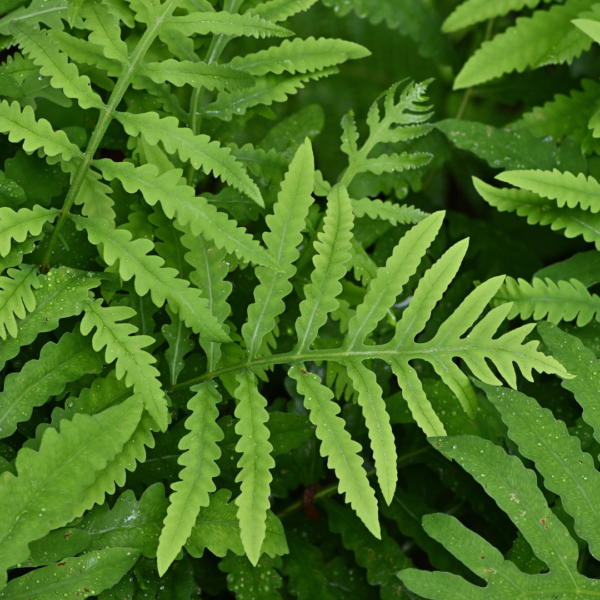 Fresh Cut Sensitive Fern Flowers for Bouquets