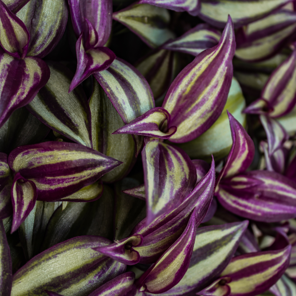 Purple Inch Plant Wandering Jew/Dude (Tradescantia Zebrina) Starter Plant