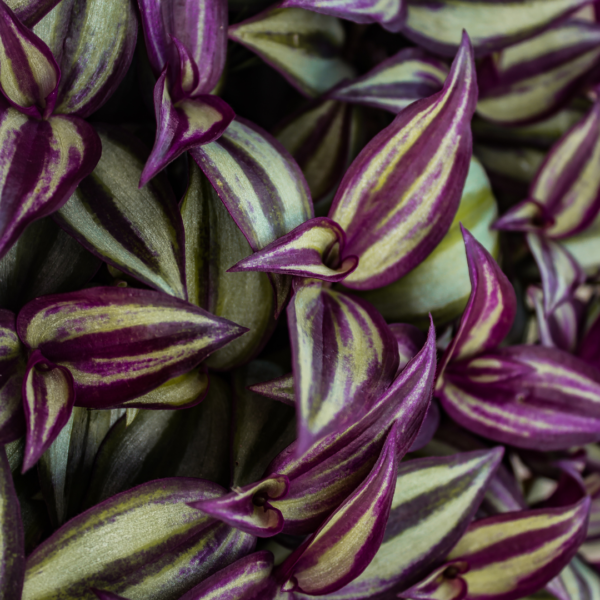 Purple Heart Wandering Jew/Dude (Tradescantia Pallida) Starter Plant