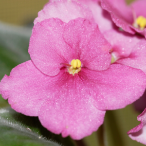 African Violet (Saintpaulia) Starter Plant