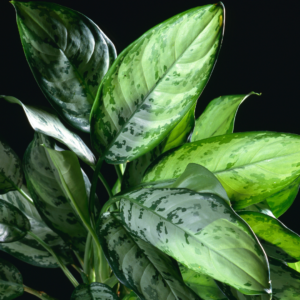 Chinese Evergreen (Aglaonema) Starter Plant