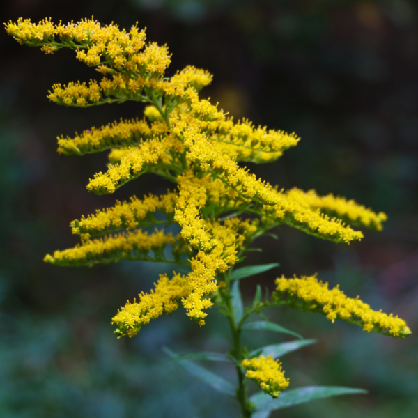 Fresh Cut Yellow Goldenrod Flowers for Bouquets