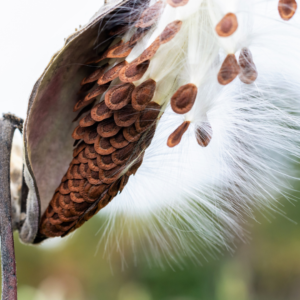 Common Milkweed Seeds (Asclepias syriaca) - Native to New York State