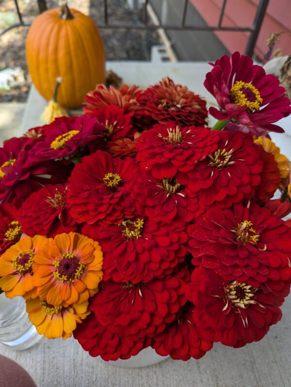 Fresh Red Multi Color Zinnia Flower Bouquet - Image 8