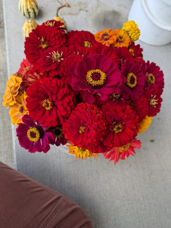 Fresh Red Multi Color Zinnia Flower Bouquet - Image 6