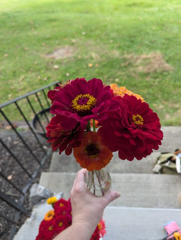 Fresh Red Multi Color Zinnia Flower Bouquet - Image 7