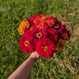 Fresh Red Multi Color Zinnia Flower Bouquet