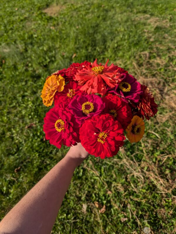 Fresh Red Multi Color Zinnia Flower Bouquet