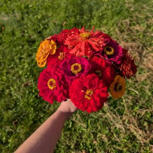 Fresh Red Multi Color Zinnia Flower Bouquet