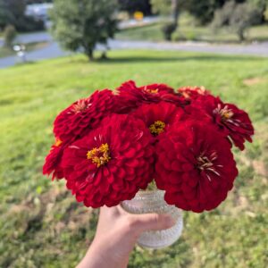 Fresh Red Meteor Zinnia Flower Bouquet