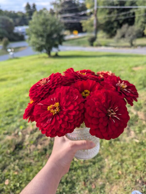 Fresh Red Meteor Zinnia Flower Bouquet