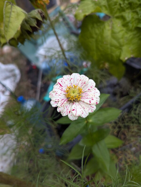 Fresh Red Multi Color Zinnia Flower Bouquet - Image 9