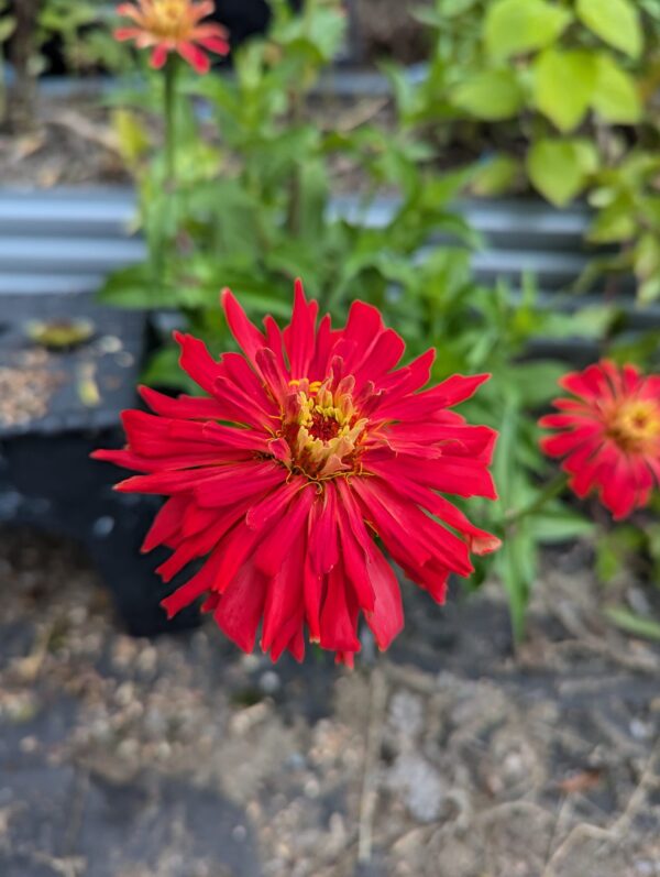 Fresh Red Multi Color Zinnia Flower Bouquet - Image 10