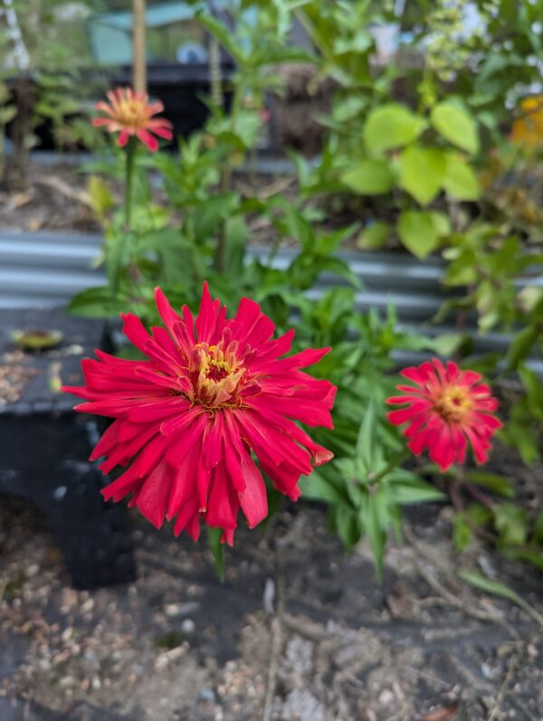 Fresh Red Multi Color Zinnia Flower Bouquet - Image 11