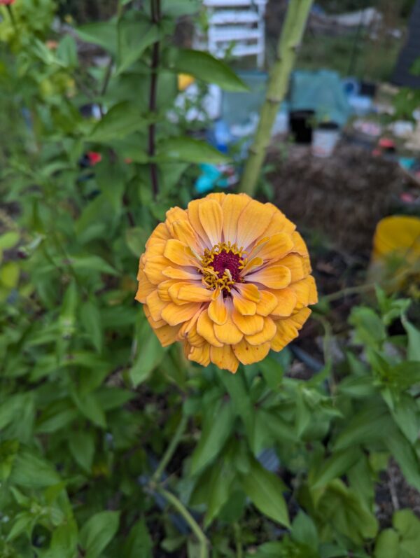 Fresh Red Multi Color Zinnia Flower Bouquet - Image 12