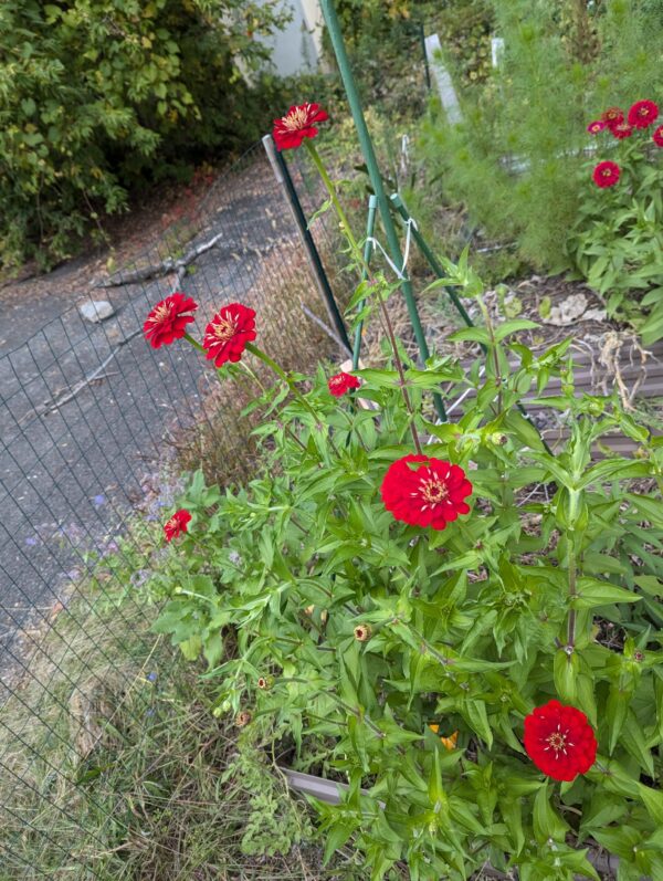 Fresh Red Multi Color Zinnia Flower Bouquet - Image 4