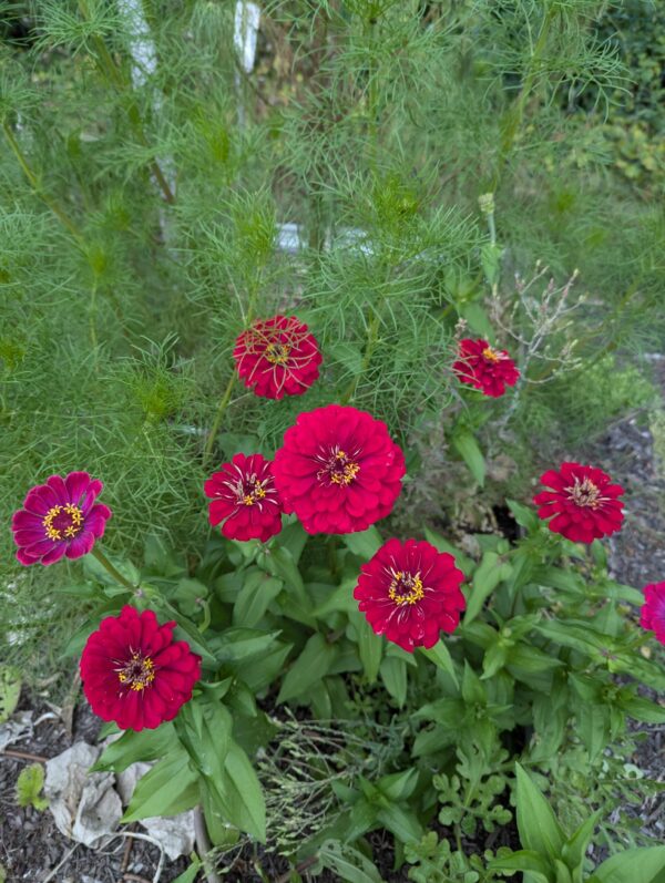 Fresh Red Multi Color Zinnia Flower Bouquet - Image 13