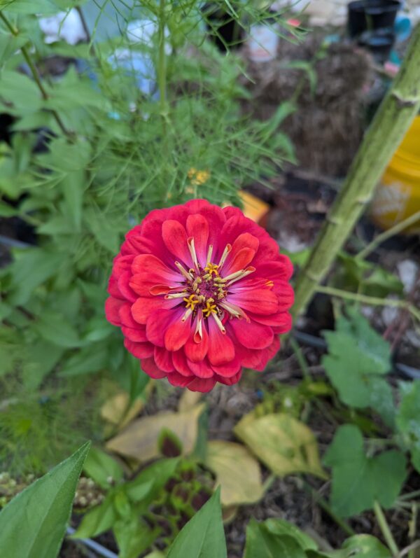 Fresh Red Multi Color Zinnia Flower Bouquet - Image 2