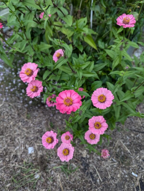 Fresh Red Multi Color Zinnia Flower Bouquet - Image 16