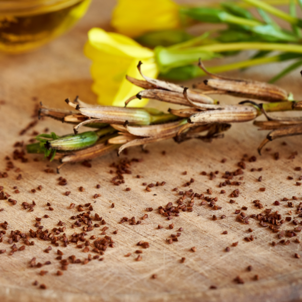 Evening Primrose Seeds (Oenothera biennis) - Native to New York State