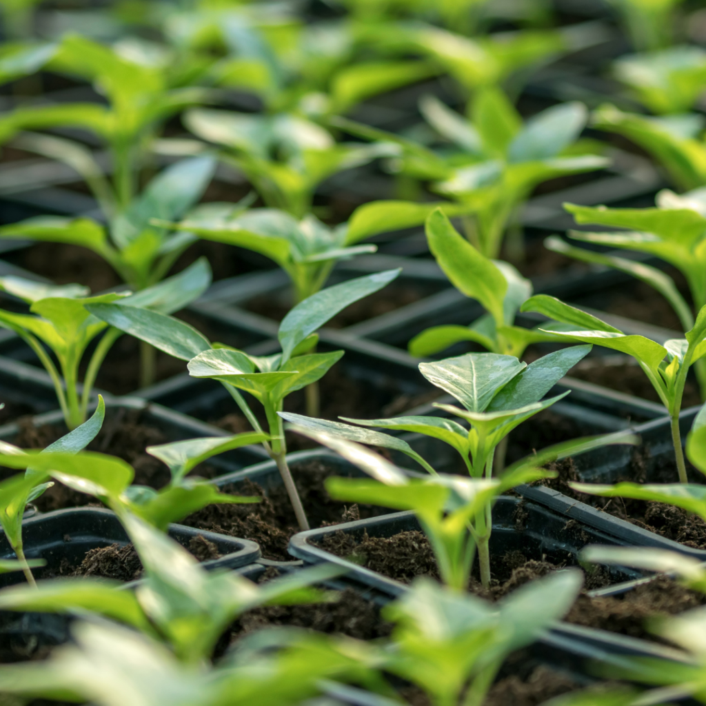 PREORDER: 2025 Spring Pepper Vegetable Seedling Starts – Serrano, Habanero, Jalapeño, Sweet Bell, Cayenne