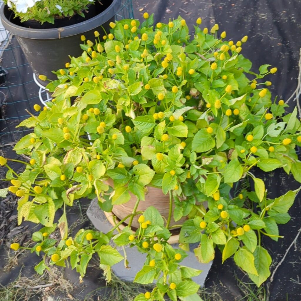 Buzz Button Szechuan Flower Seeds – Grow Your Own Electric Daisy