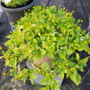 Buzz Button Szechuan Flower Seeds – Grow Your Own Electric Daisy