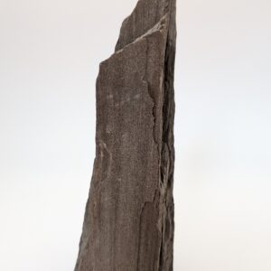 Druzy Petrified Wood – Rare Sparkling Fossilized Wood Specimen