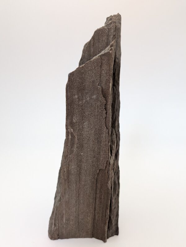 Druzy Petrified Wood – Rare Sparkling Fossilized Wood Specimen