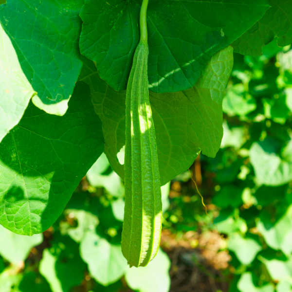 PREORDER: 2025 Spring Luffa Starter Plants – Homegrown Natural Sponges
