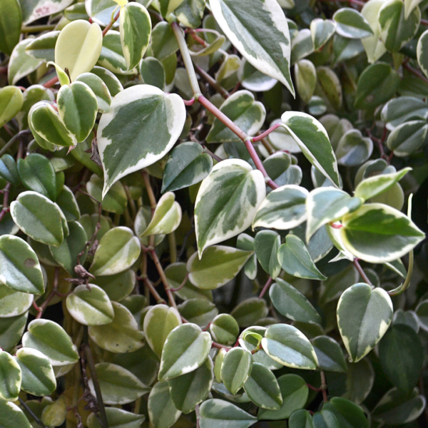 Variegated Peperomia Scandens Starter Plant – 4” Pot | Easy-Care Trailing Houseplant - Image 2