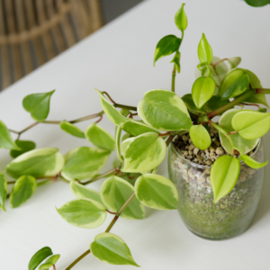 Variegated Peperomia Scandens Starter Plant – 4” Pot | Easy-Care Trailing Houseplant