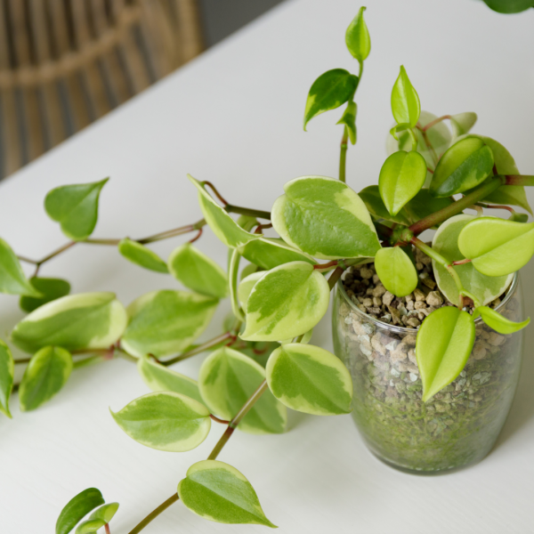 Variegated Peperomia Scandens Starter Plant – 4” Pot | Easy-Care Trailing Houseplant