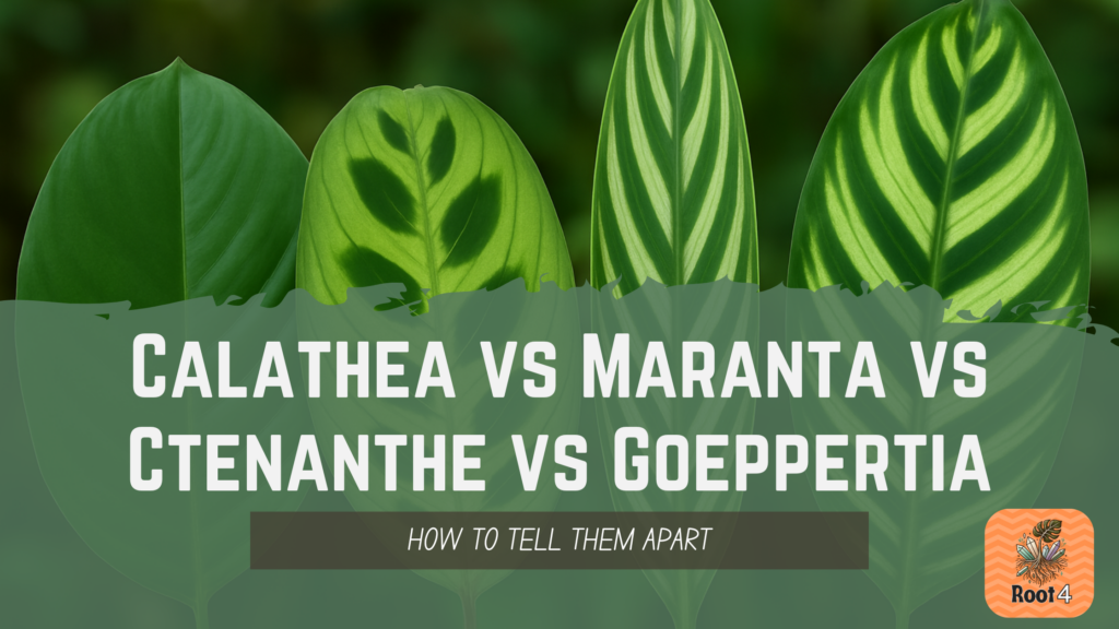 Calathea vs Maranta vs Ctenanthe vs Goeppertia
