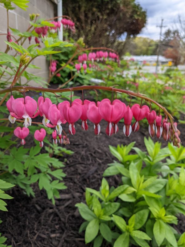 Bleeding Hearts – Romantic Arching Cut Flowers for Bouquets & Spring Floral Arrangements - Image 2