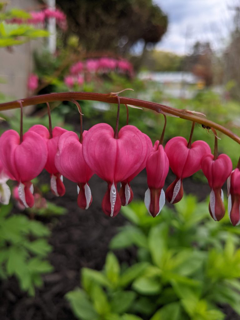 Bleeding Hearts – Romantic Arching Cut Flowers for Bouquets & Spring Floral Arrangements