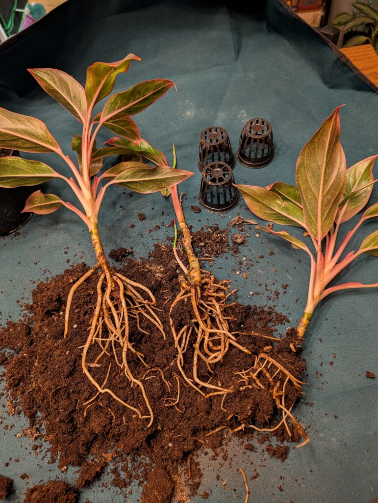 Aglaonema removed from nursery nets