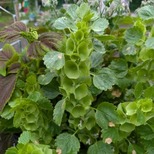 Bells of Ireland – Tall Green Cut Flower Stems for Bouquets & Striking Floral Arrangements