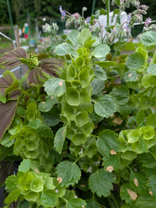 Bells of Ireland – Tall Green Cut Flower Stems for Bouquets & Striking Floral Arrangements