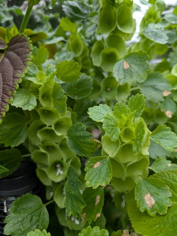 Bells of Ireland – Tall Green Cut Flower Stems for Bouquets & Striking Floral Arrangements - Image 3