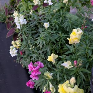 Snapdragon 'First Lady' – Soft Pastel Cut Flower Stems for Bouquets & Floral Arrangements