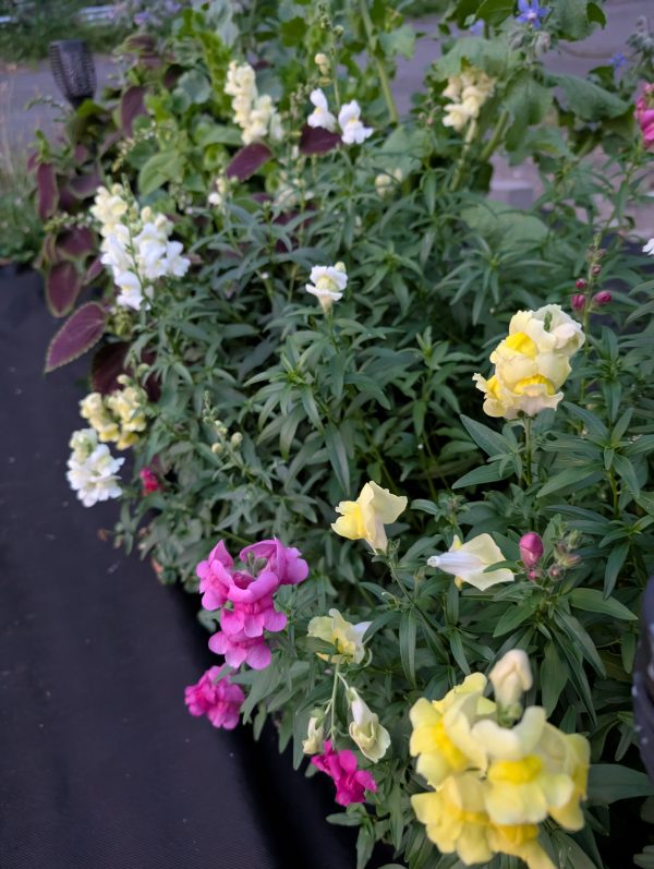 Snapdragon 'First Lady' – Soft Pastel Cut Flower Stems for Bouquets & Floral Arrangements