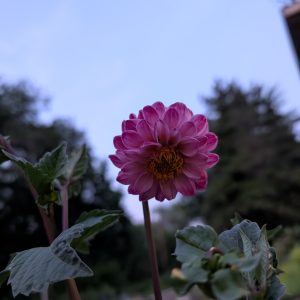 Pompon Dahlias – Petite Globe-Shaped Cut Flowers for Bouquets & Elegant Floral Designs