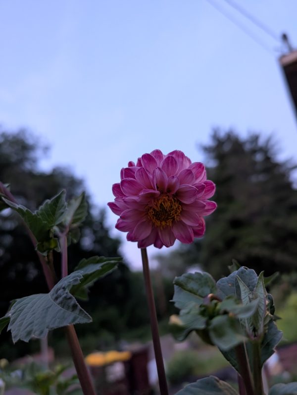 Pompon Dahlias – Petite Globe-Shaped Cut Flowers for Bouquets & Elegant Floral Designs