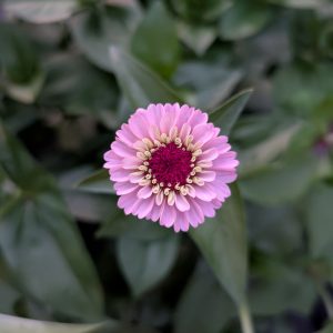 Zinnia 'Lilliput' – Button-Style Mini Zinnias for Cut Flower Bouquets & Colorful Arrangements