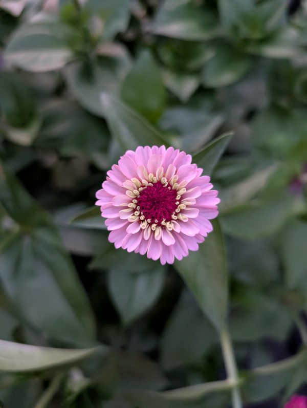 Zinnia 'Lilliput' – Button-Style Mini Zinnias for Cut Flower Bouquets & Colorful Arrangements