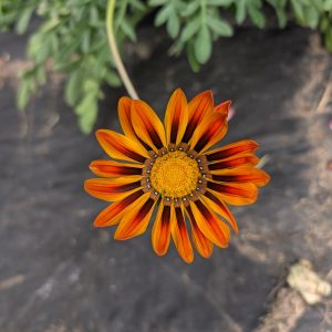 Gazania Cut Flower – Bold, Sun-Loving Blooms for Bouquets & Summer Arrangements