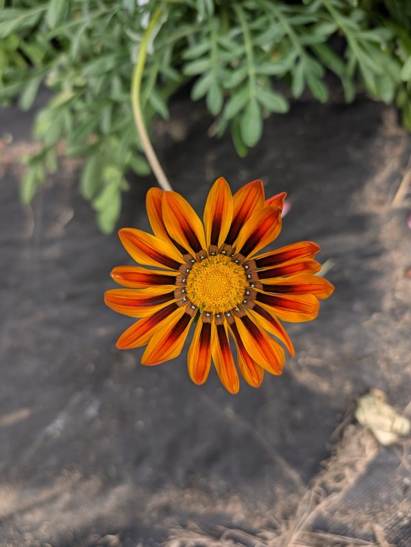 Gazania Cut Flower – Bold, Sun-Loving Blooms for Bouquets & Summer Arrangements